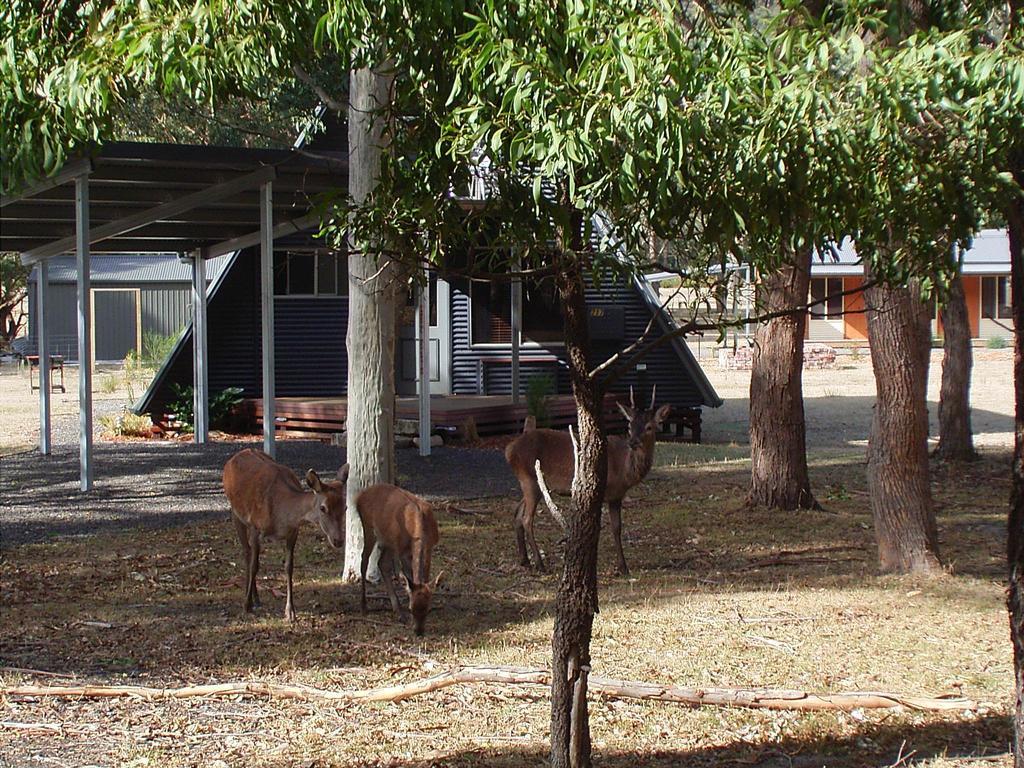 The A-Frame Villa Halls Gap Room photo